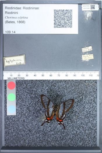 Media type: image;   Entomology 75246